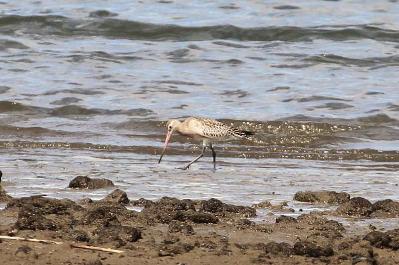 II\nVVM@@CV]@s@2017/10/04@Photo by Manda