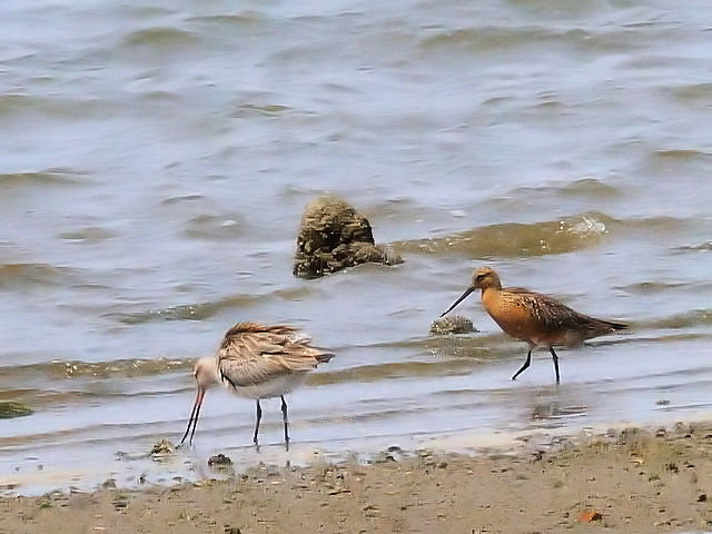 II\nVVM@@iT-1j@~HijĉHiEj@썶݁@s@2014/04/27@Photo by Kohyuh