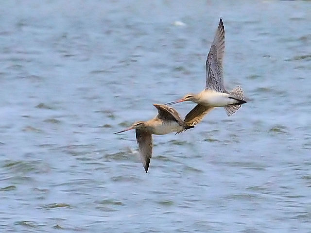 II\nVVM@@iT-2j@썶݁@s@2014/04/27@Photo by Kohyuh