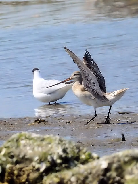 C II\nVVM@@썶݁@s@2010/04/28@Photo by Kohyuh