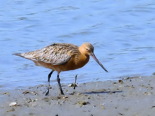 A II\nVVM@@ĉH@썶݁@s@2010/04/28@Photo by Kohyuh