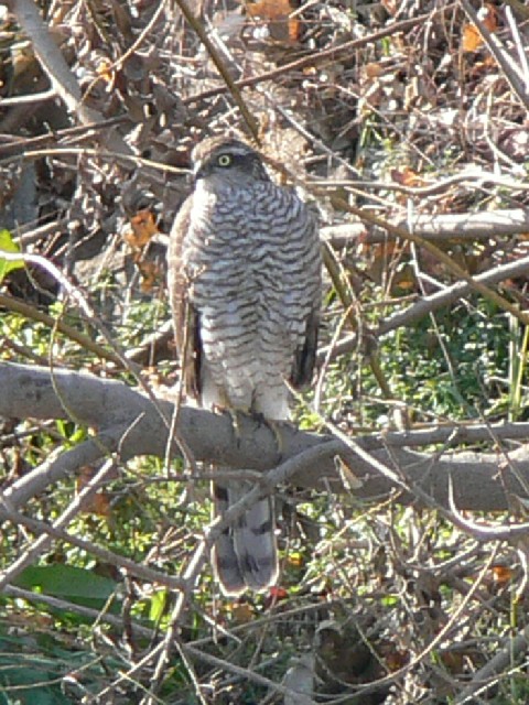 B II^J@@s@J@2005/12/25@Photo by Takayama