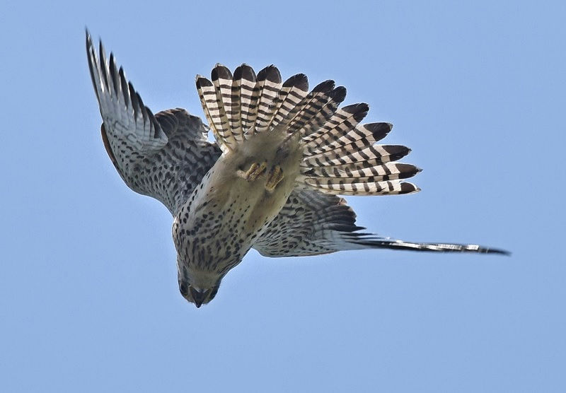 II^Jƃ`EQ{EiS-3j@@s@2018/05/12@Photo by Hayashi@iʐ^񋟁F@сj