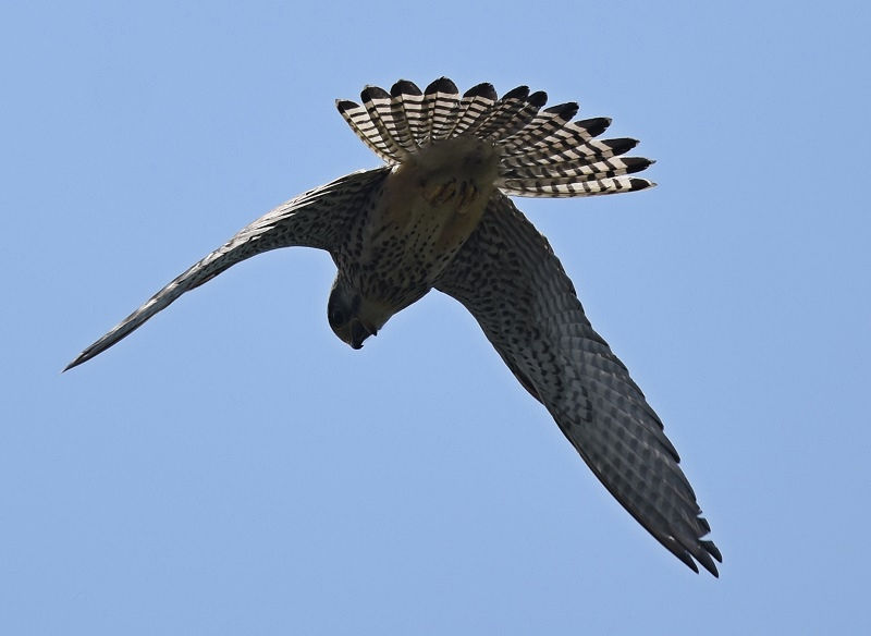 II^Jƃ`EQ{EiS-4j@@s@2018/05/12@Photo by Hayashi@iʐ^񋟁F@сj