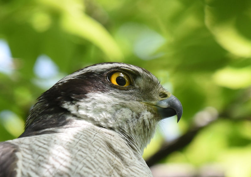 オオタカ（９態-1）　大阪城　大阪市　2018/05/12　Photo by Hayashi　（写真提供：　林　吉高）