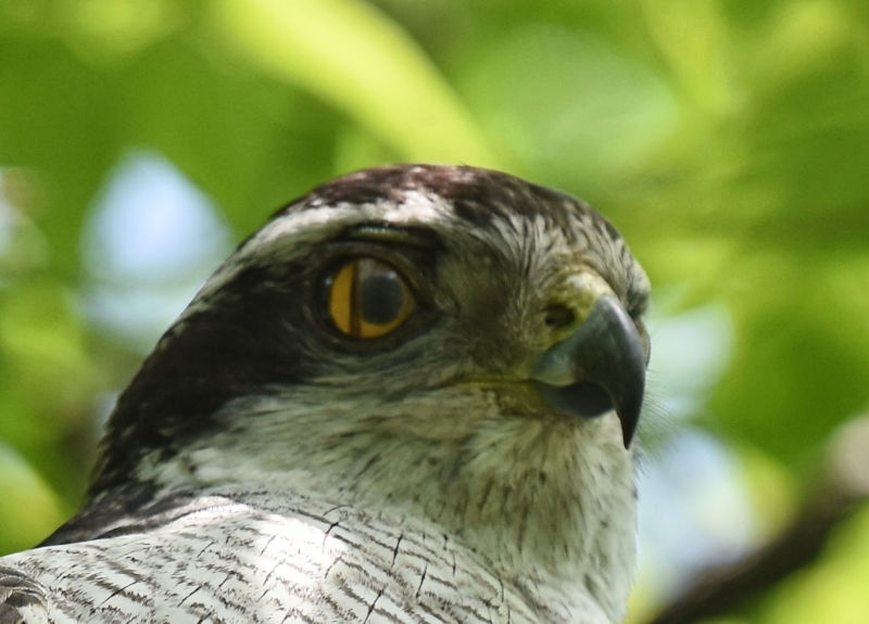 オオタカ（９態-3）　大阪城　大阪市　2018/05/12　Photo by Hayashi　（写真提供：　林　吉高）
