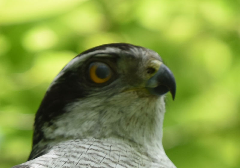 オオタカ（９態-5）　大阪城　大阪市　2018/05/12　Photo by Hayashi　（写真提供：　林　吉高）