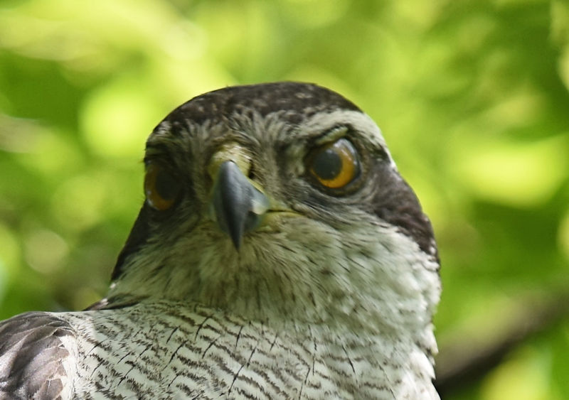 オオタカ（９態-6）　大阪城　大阪市　2018/05/12　Photo by Hayashi　（写真提供：　林　吉高）