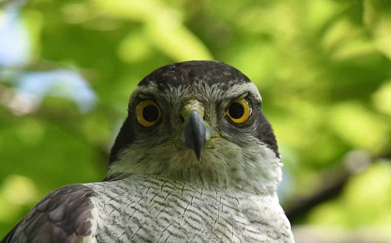 オオタカ（９態-7）　大阪城　大阪市　2018/05/12　Photo by Hayashi　（写真提供：　林　吉高）