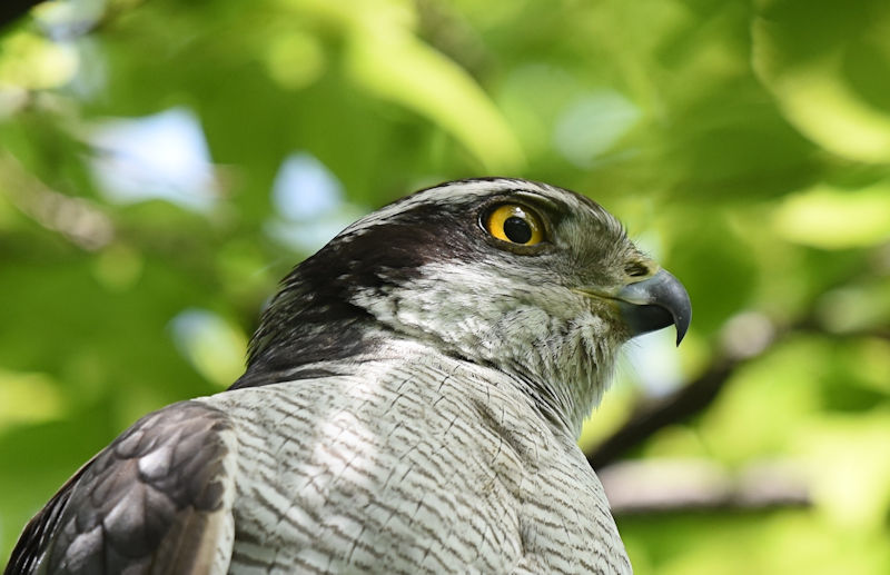 オオタカ（９態-8）　大阪城　大阪市　2018/05/12　Photo by Hayashi　（写真提供：　林　吉高）