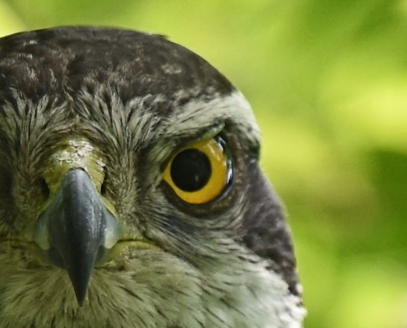 オオタカ（９態-9）　大阪城　大阪市　2018/05/12　Photo by Hayashi　（写真提供：　林　吉高）