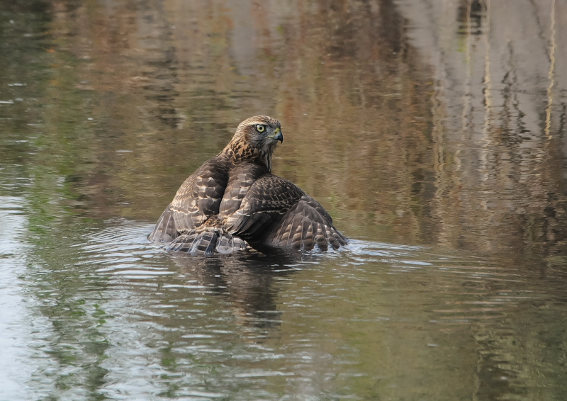 II^Jᒹ iPP-1j@s@@2019/09/29@Photo by Takase@iʐ^񋟁F@j