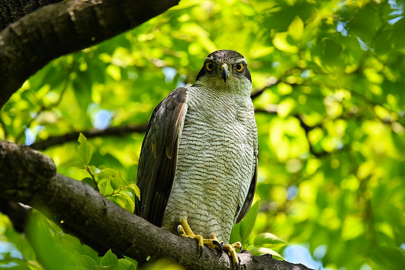 II^Jƃ`EQ{EiS-1j@@s@2018/05/12@Photo by Hayashi@iʐ^񋟁F@сj