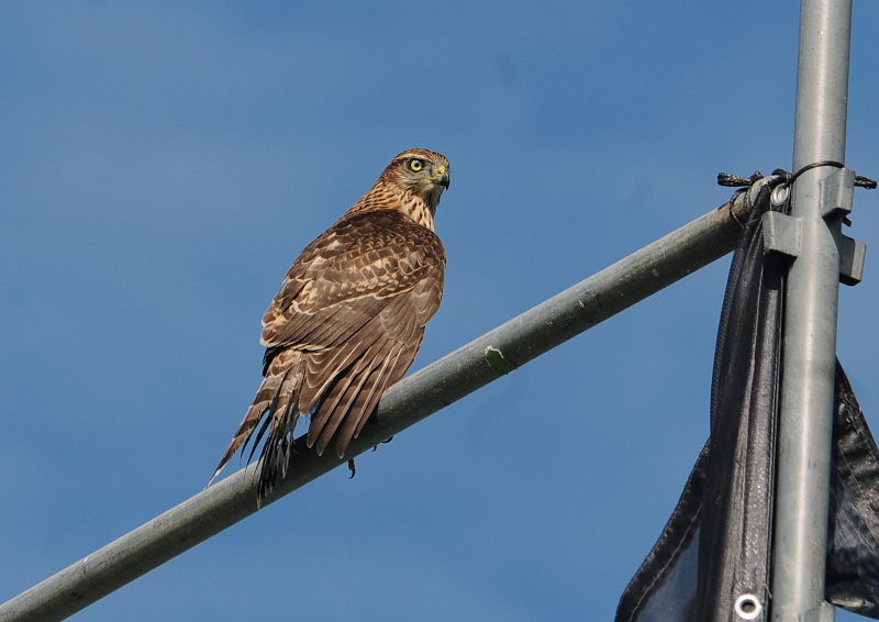 II^Jᒹ iPP-11j@s@@2019/09/29@Photo by Takase@iʐ^񋟁F@j