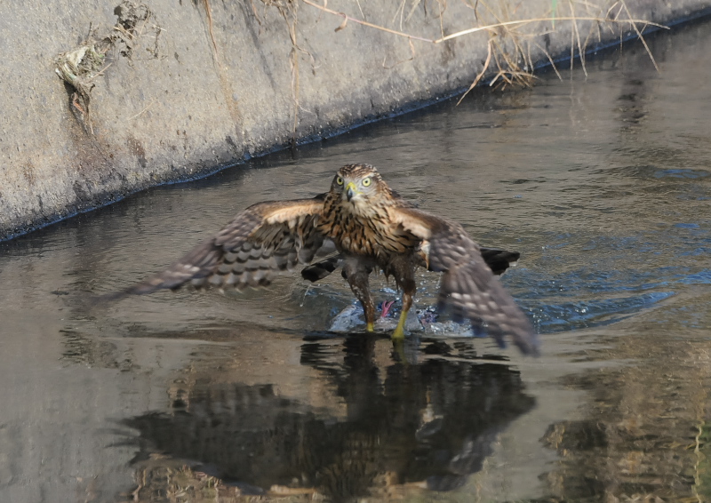 II^Jᒹ iPP-2j@s@@2019/09/29@Photo by Takase@iʐ^񋟁F@j