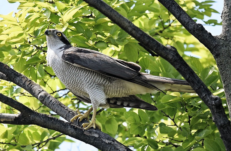 II^Jƃ`EQ{EiS-2j@@s@2018/05/12@Photo by Hayashi@iʐ^񋟁F@сj