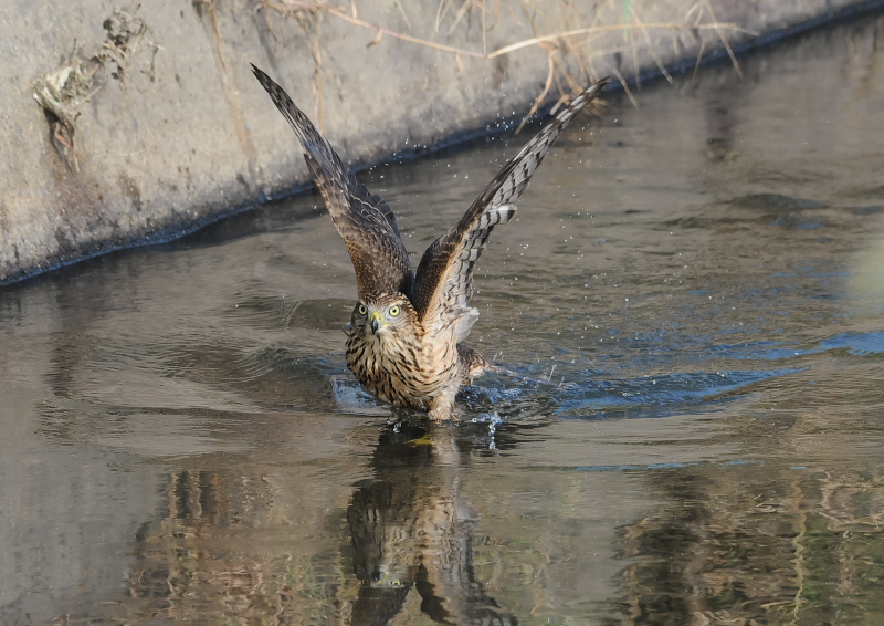 II^Jᒹ iPP-3j@s@@2019/09/29@Photo by Takase@iʐ^񋟁F@j