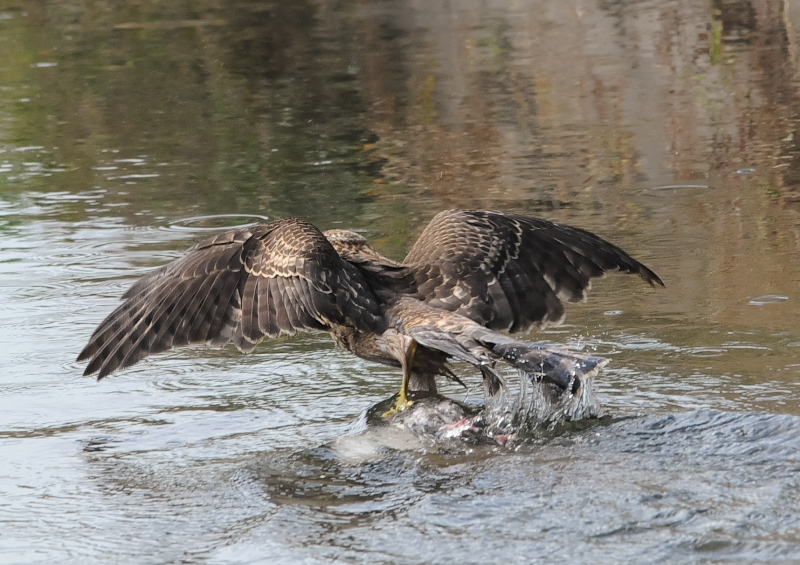 II^Jᒹ iPP-4j@s@@2019/09/29@Photo by Takase@iʐ^񋟁F@j