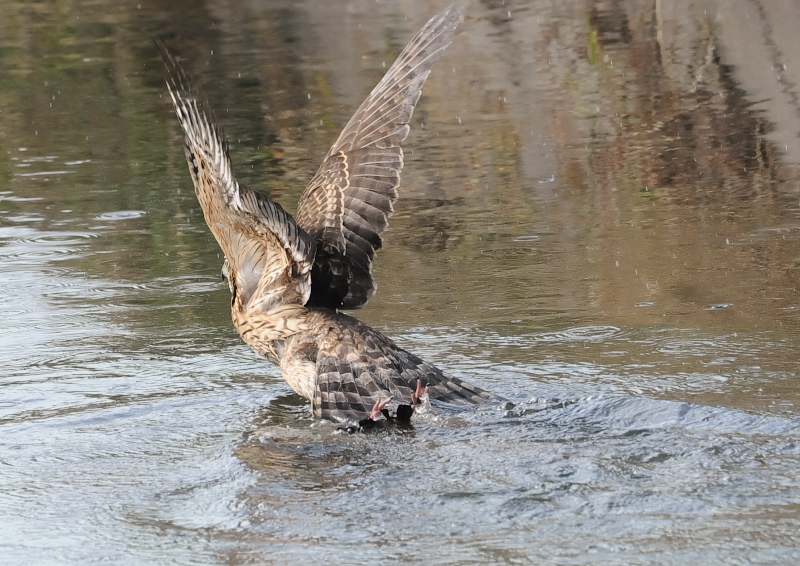 II^Jᒹ iPP-5j@s@@2019/09/29@Photo by Takase@iʐ^񋟁F@j