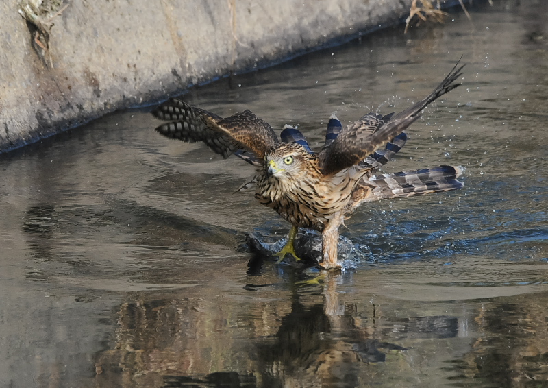 II^Jᒹ iPP-6j@s@@2019/09/29@Photo by Takase@iʐ^񋟁F@j