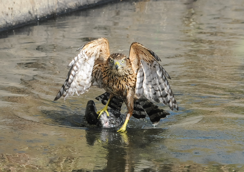 II^Jᒹ iPP-7j@s@@2019/09/29@Photo by Takase@iʐ^񋟁F@j