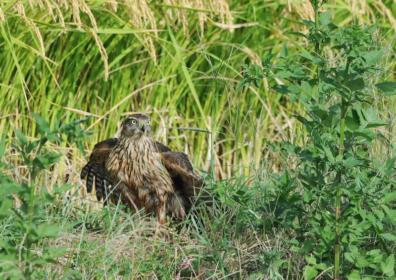 II^Jᒹ iPP-9j@s@@2019/09/29@Photo by Takase@iʐ^񋟁F@j