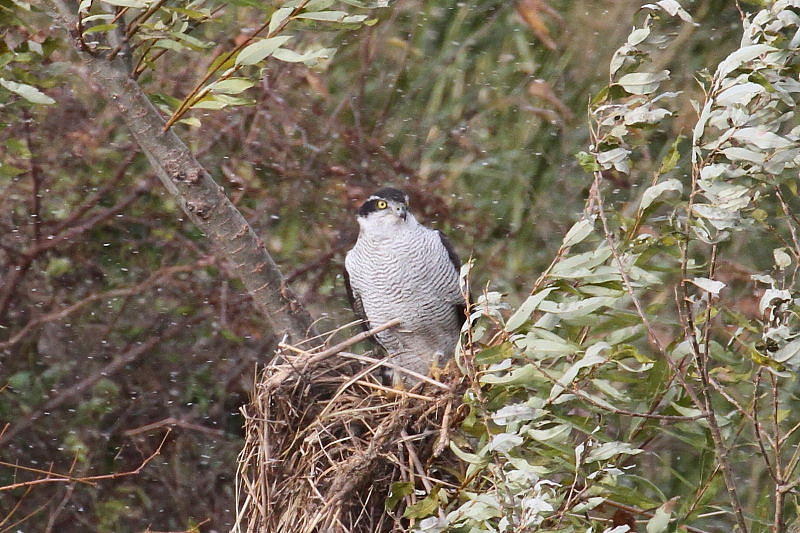 オオタカ （６態-1）