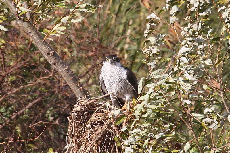 オオタカ （６態-2）