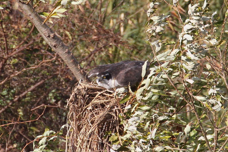 オオタカ （６態-3）