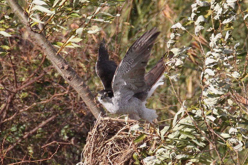 オオタカ （６態-5）