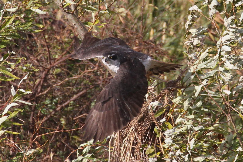 オオタカ （６態-6）