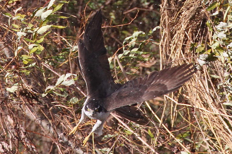 オオタカ （６態-2）