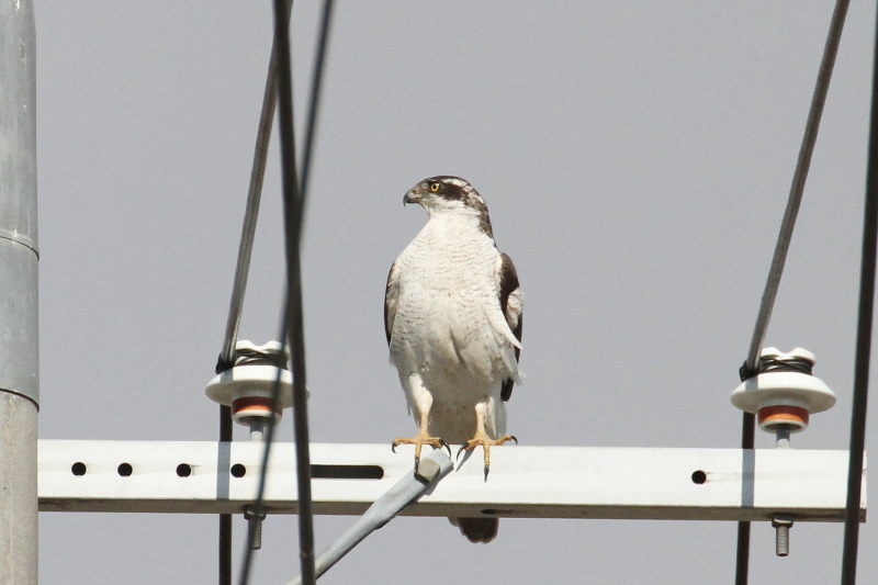オオタカの飛翔 （７態-1）