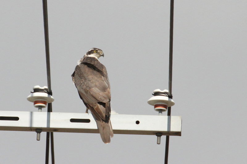 オオタカの飛翔 （７態-2）