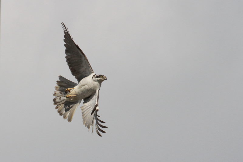 オオタカの飛翔 （７態-3）