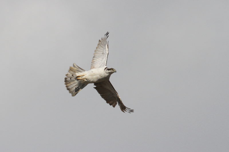 オオタカの飛翔 （７態-4）