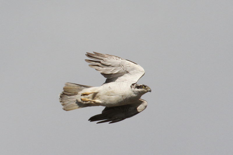 オオタカの飛翔 （７態-5）