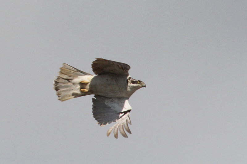 オオタカの飛翔 （７態-6）