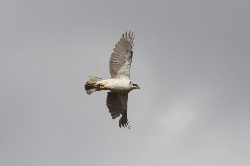 オオタカの飛翔 （７態-7）