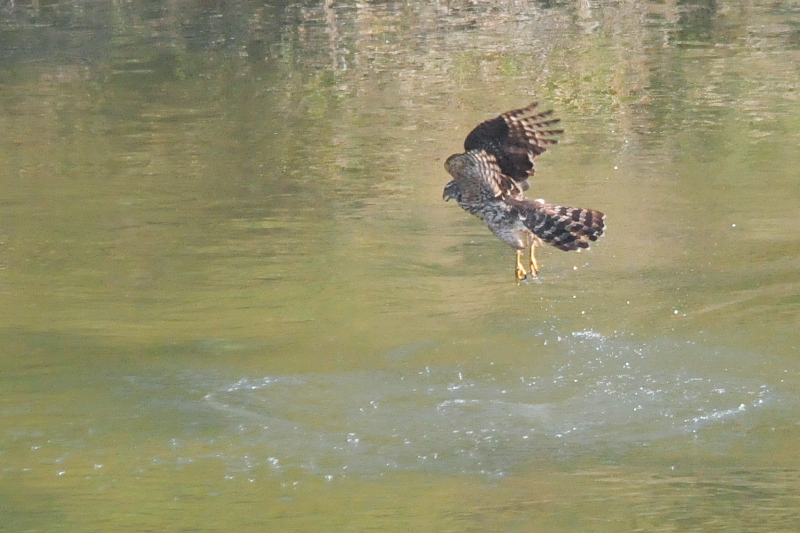 II^J@c iU-1j@@s@ؒÐ@2014/11/28@Photo by Takase