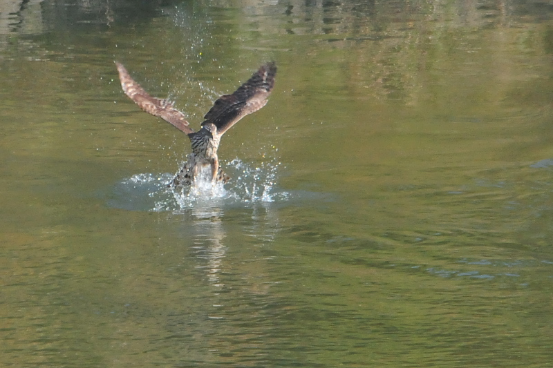 II^J@c iU-4j@@s@ؒÐ@2014/11/28@Photo by Takase