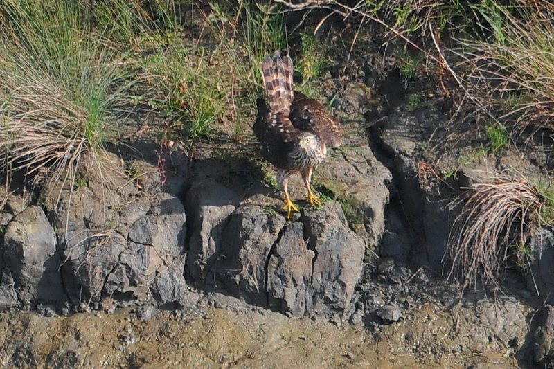 II^J@c iU-6j@@s@ؒÐ@2014/11/28@Photo by Takase