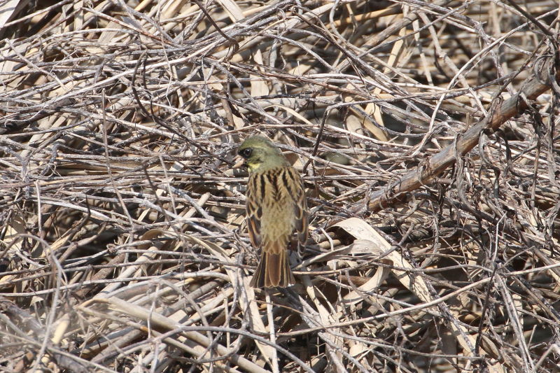 アオジ　大谷川　八幡市　2015/03/30　Photo by Manda