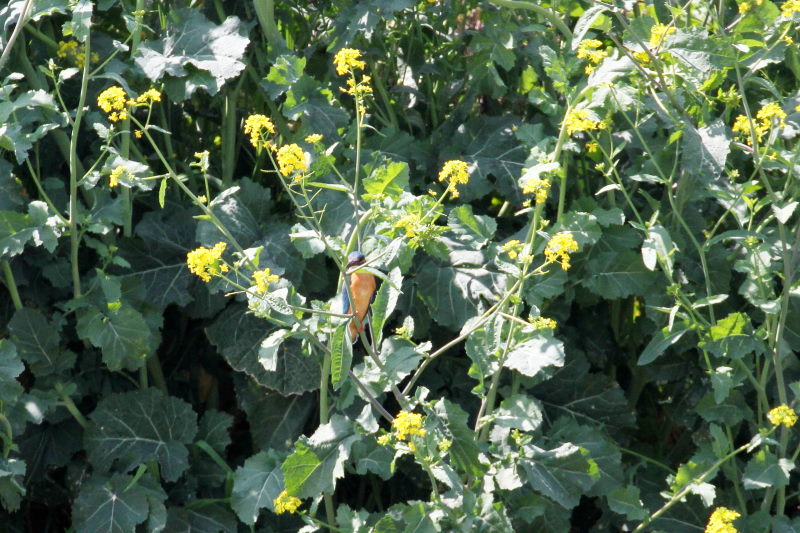 カワセミ　大谷川　八幡市　2015/03/30　Photo by Manda