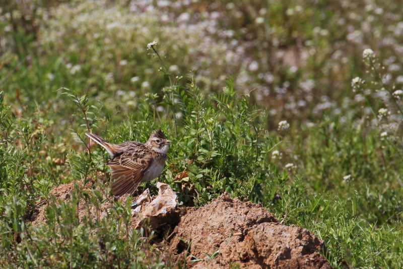 ヒバリ （３態-1）　大谷川　八幡市　2015/03/30　Photo by Manda