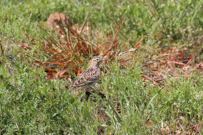 ヒバリ （３態-2）　大谷川　八幡市　2015/03/30　Photo by Manda