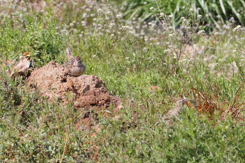 ヒバリ （３態-3）　大谷川　八幡市　2015/03/30　Photo by Manda