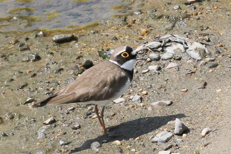 ヒバリ　大谷川　八幡市　2015/03/30　Photo by Manda