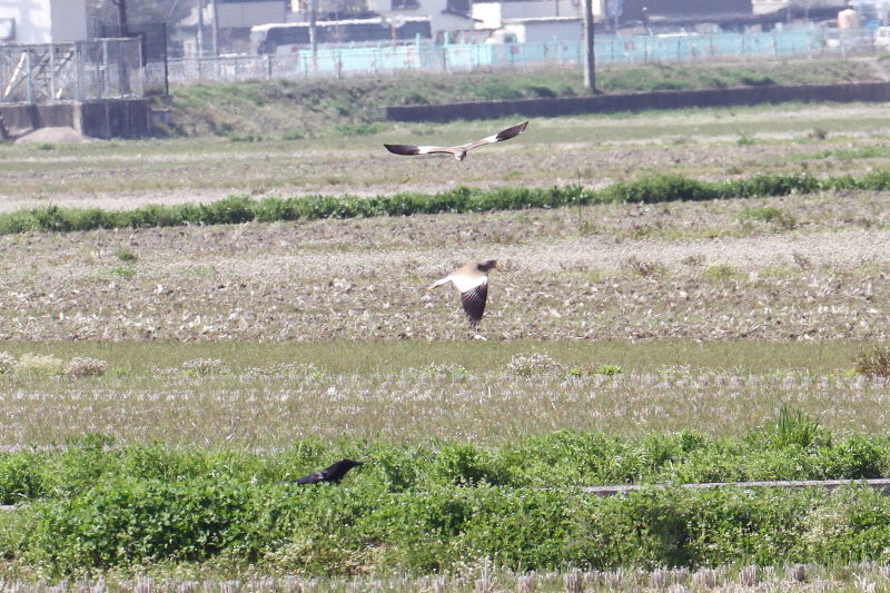 ケリとカラス　大谷川　八幡市　2015/03/30　Photo by Manda