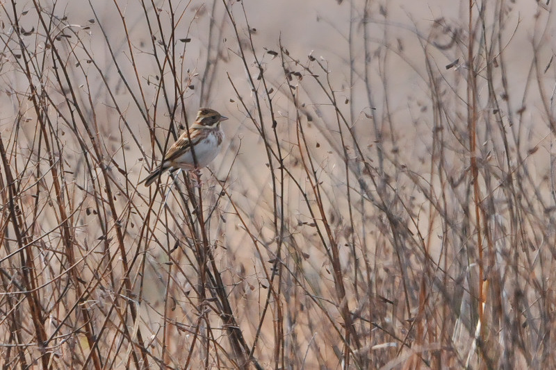 kasiradaka_20141224_takase